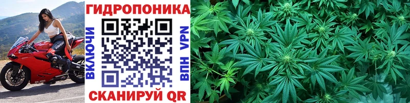 Купить закладки  Белоозёрский  Канабис ГИДРОПОН 